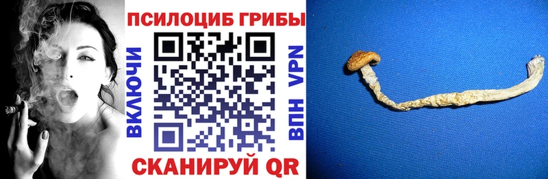 Галлюциногенные грибы прущие грибы  даркнет официальный сайт  MEGA как войти  Новая Ладога  продажа наркотиков 